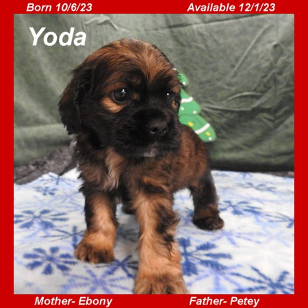 puppy, for, sale, Cocker Spaniel, Joe & Cherri  Overlease, dog, breeder, Miller, MO, dog-breeder, puppy-for-sale, forsale, nearby, find, puppyfind, locator, puppylocator, aca